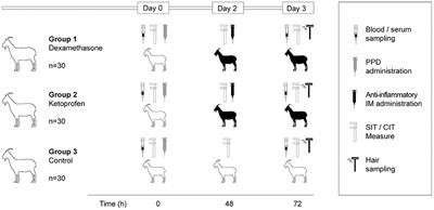 Effect of a recent parenteral dexamethasone and ketoprofen administration on the immunological diagnosis of tuberculosis in goats